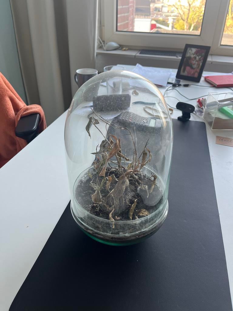 Glazen terrarium met deksel, Ophalen, Gebruikt