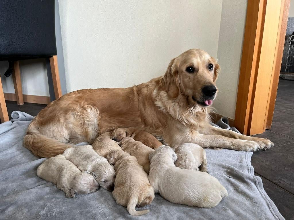 Golden Retriever pups, Golden retriever, 8 tot 15 weken, Parvo, Meerdere