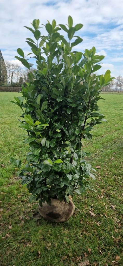 grote  Taxus Baccata, Portugese  laurier en diverse soorten, Overige soorten, Vaste plant, Ophalen of Verzenden, Bloeit niet