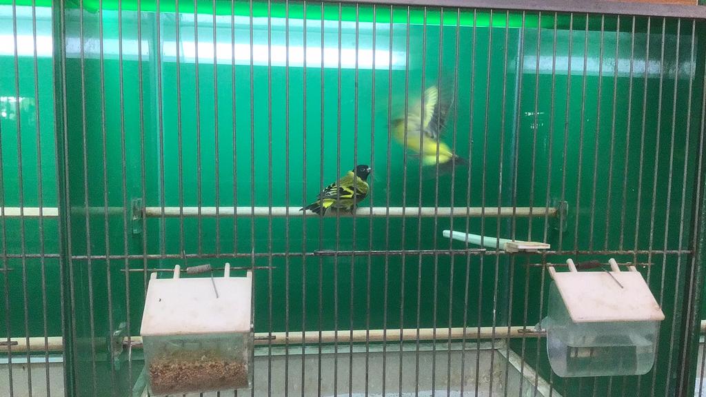 Zwartkopsijs, sijsjes, zwartkopsijs man, Dieren en Toebehoren, Mannelijk, Tropenvogel