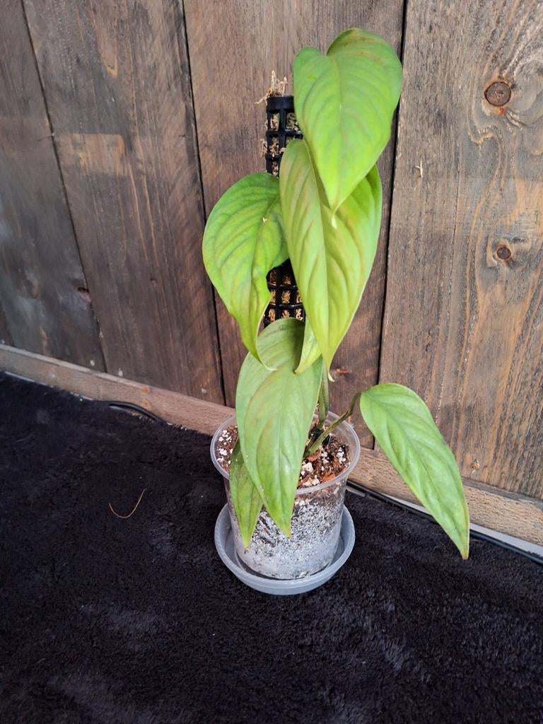 Monstera obliqua filamentous, Huis en Inrichting, Kamerplanten, Ophalen of Verzenden, Halfschaduw, Minder dan 100 cm