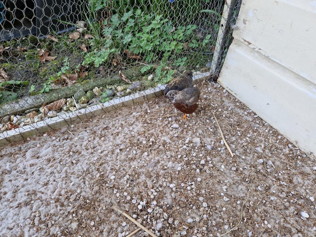 Gratis Chineese kwartels . 2 haantjes, Ophalen, Hout, Vogelkooi