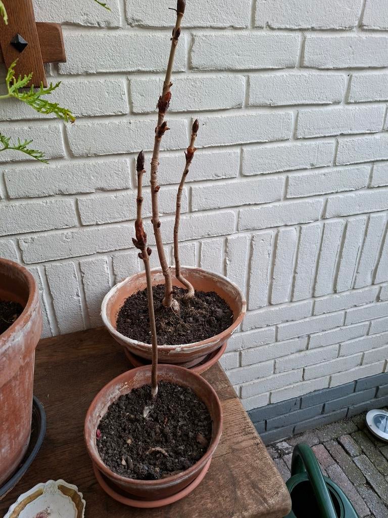 Bonsai Kastanjes, Ophalen, Volle zon, Overige soorten, Minder dan 100 cm