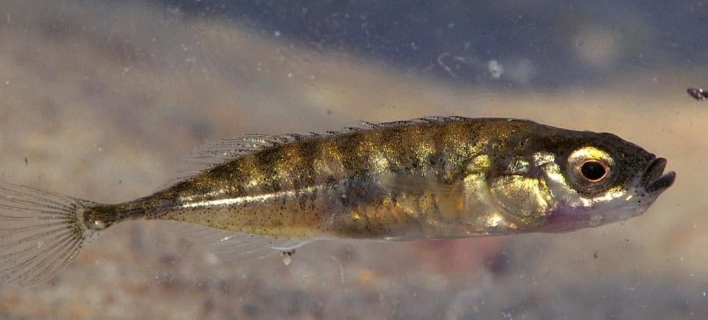 Gezocht: op zoek naar 10 doornige stekelbaars, Dieren en Toebehoren, Vissen | Vijvervissen, Overige soorten