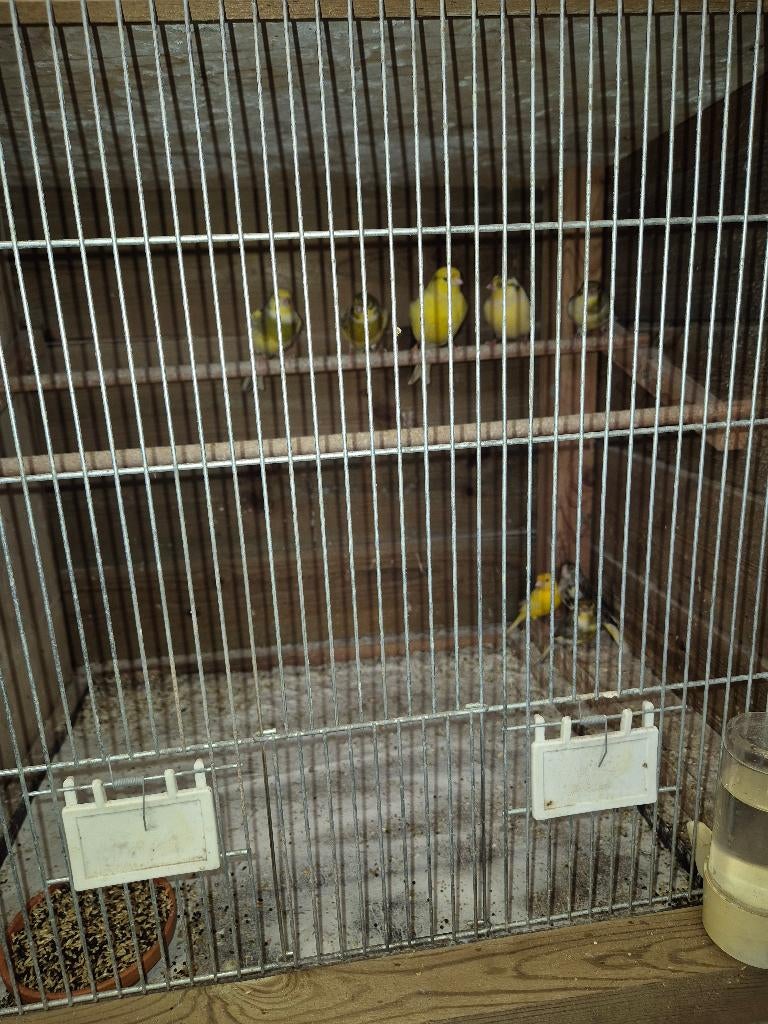 Kanarie s ( mannen ), Mannelijk, Kleurkanarie