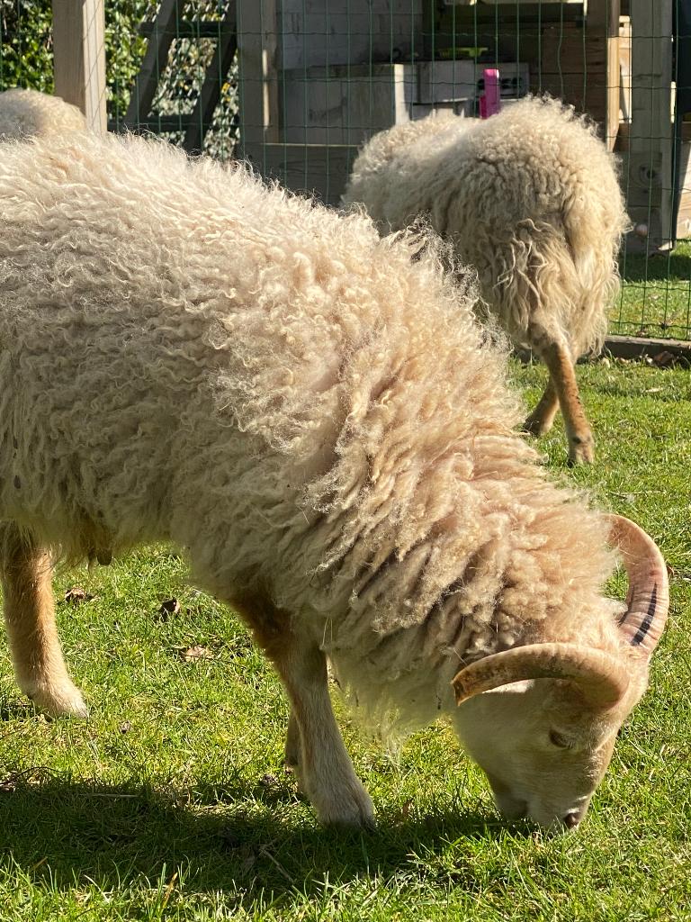 Ouessant rammen, Dieren en Toebehoren, Schapen, Geiten en Varkens, Mannelijk, Schaap, 0 tot 2 jaar