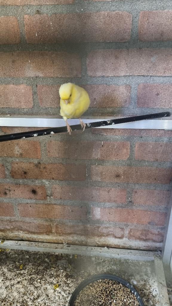 Kanaries, Meerdere dieren, Kleurkanarie