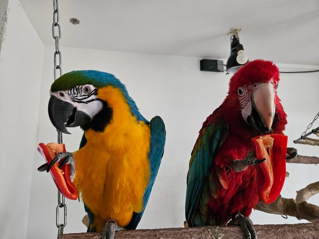 Ara papegaai groenvleugel man en bg pop, Dieren en Toebehoren, Vogels | Parkieten en Papegaaien, Mannelijk, Parkiet