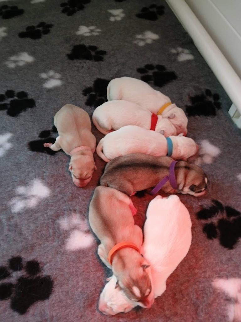 Shepsky pups geboren 18 maart 2026  ( witte herder x husky), Overige rassen, 8 tot 15 weken, Parvo, Meerdere