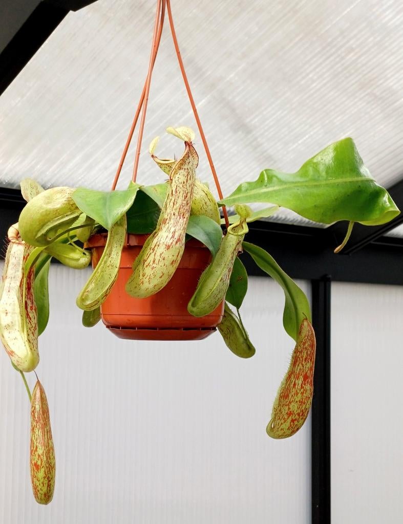 Nepethes mojito variegated cups BE, Huis en Inrichting, Kamerplanten, Ophalen of Verzenden, Halfschaduw, Minder dan 100 cm