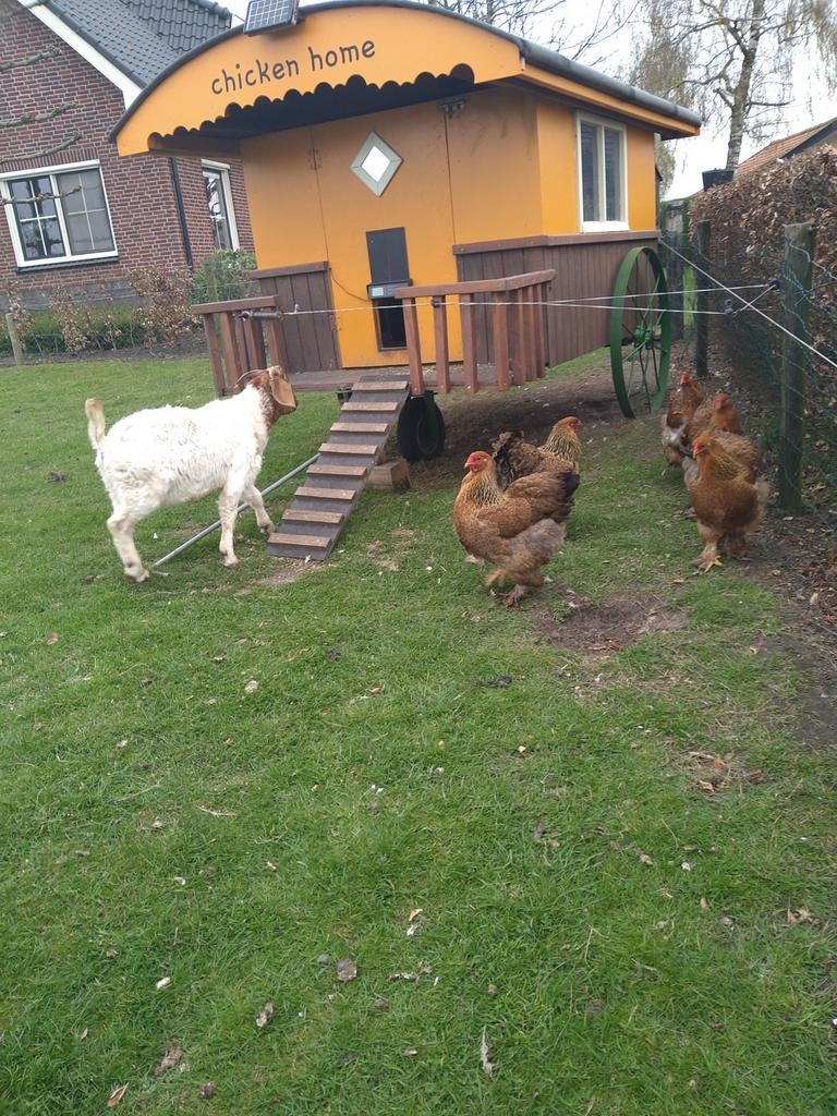 Broedeieren  Brahma meer zoomig patrijs., Geslacht onbekend, Kip