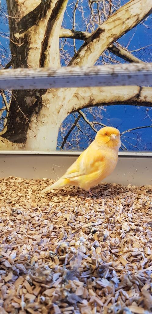 Koppel norwich kanaries 2025, Meerdere dieren, Kleurkanarie