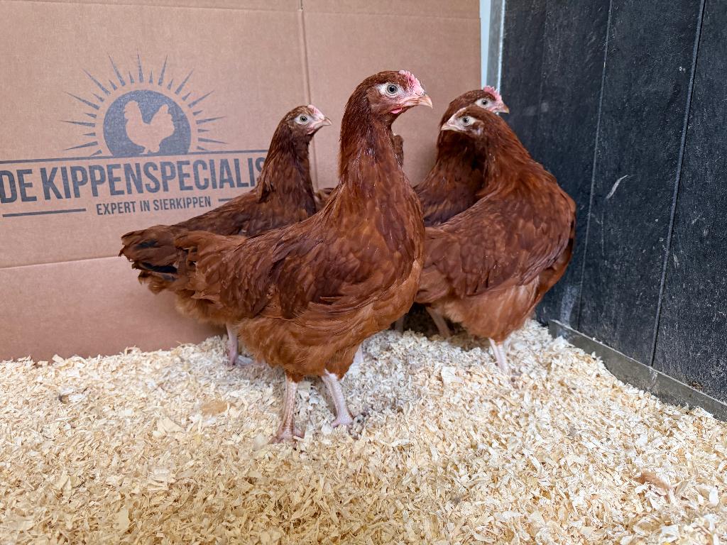 Jonge tamme Sussex rood kippen gesekst & ingeënt, Vrouwelijk, Kip