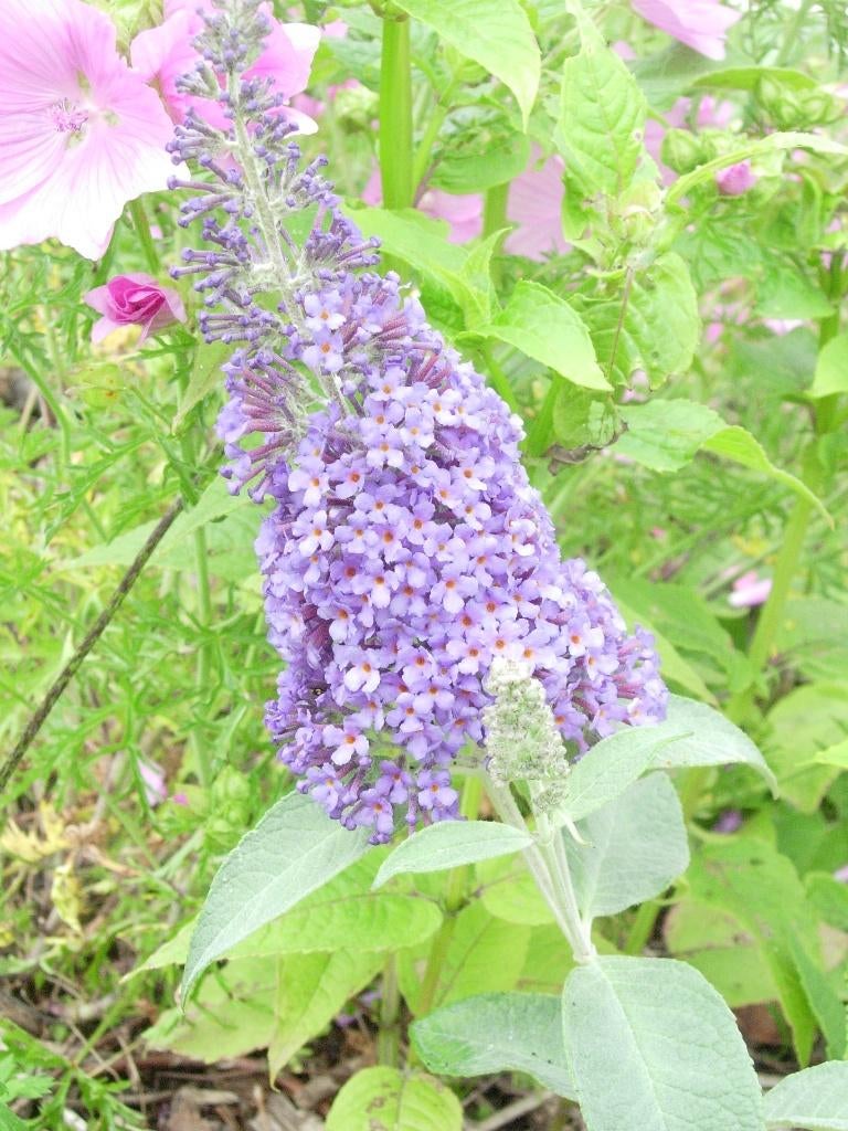 vlinderstruiken meerdere kleuren, Ophalen, Vlinderstruik, Minder dan 100 cm