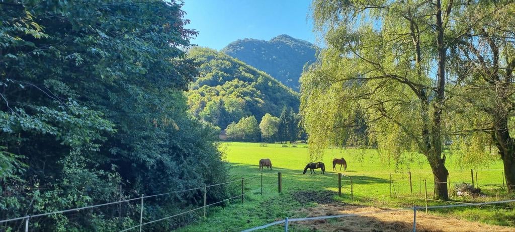 Weiland gezocht ±2500m²+ (kale huur), Weidegang, 2 of 3 paarden of pony's