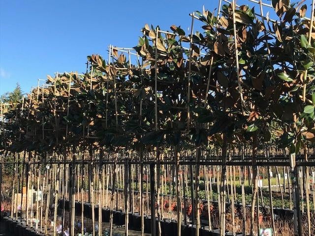 lei magnolia grandiflora 340 cm hoog 10-12 wintergroen, Leiboom, Lente, 250 tot 400 cm, Ophalen