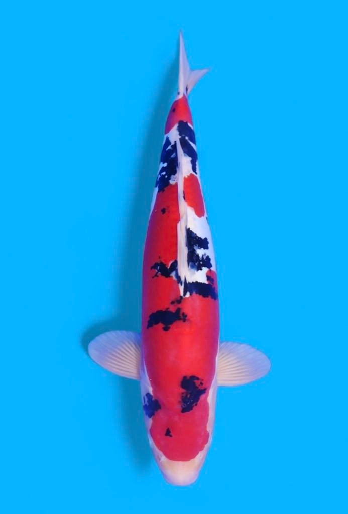 Doitsu sanke HIROI prachtige doitsu zonder schubben koi, Karper of Koi