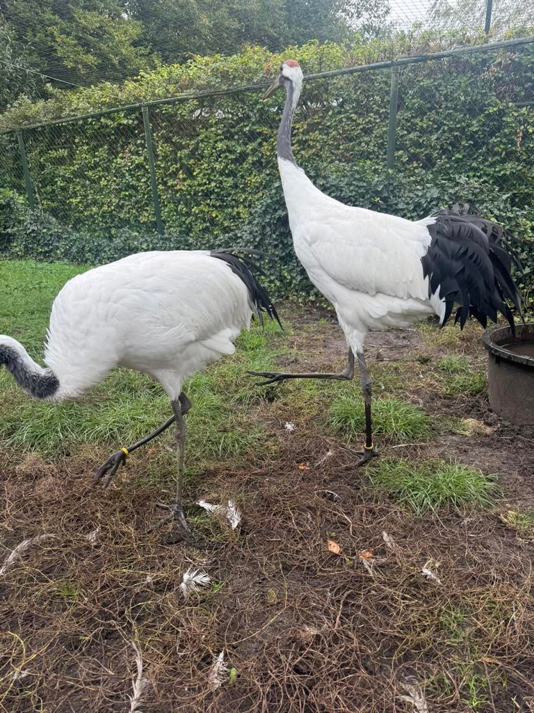 Gezocht Chinese kraanvogel man, Dieren en Toebehoren, Mannelijk, Overige soorten