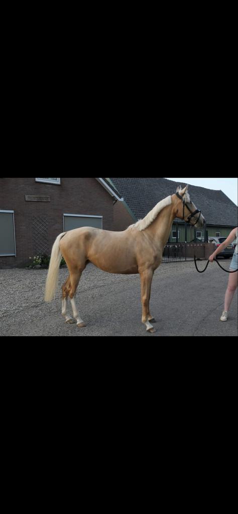 4 jarige e-pony palomino merrie vp 10000, Dieren en Toebehoren, Pony's, Merrie, Zadelmak, 3 tot 6 jaar