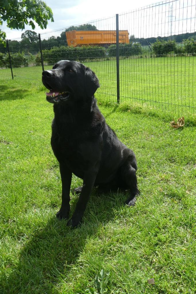 labrador dekreu, Dieren en Toebehoren, 6 jaar of ouder, Reu, Eén hond, Nederland