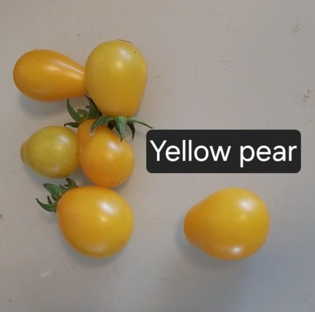 Tomaten Yellow pearshaped zaden BIO 10x, Ophalen of Verzenden, Voorjaar, Volle zon, Zaad