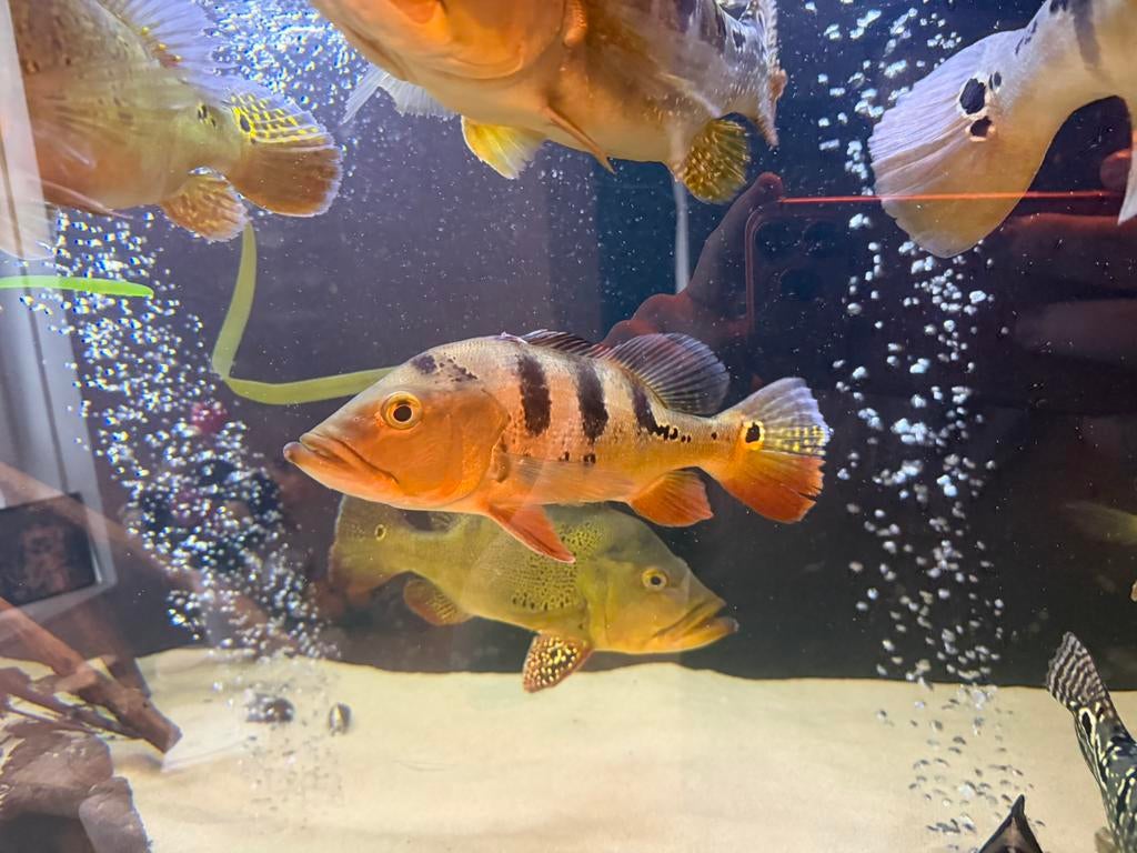 2 x chicla kelberi, Dieren en Toebehoren, Vis