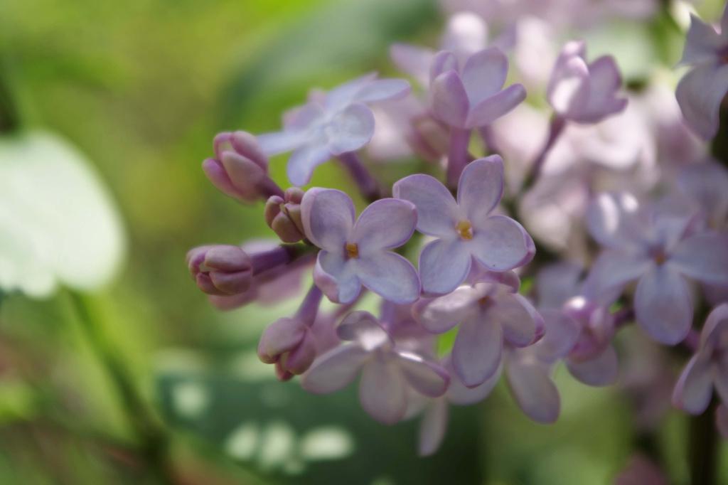 Sering, Ophalen, Overige soorten, Struik, Minder dan 100 cm