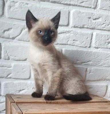 ‼️Gezocht‼️ :   Siamees kitten  ( poesje ), Dieren en Toebehoren, Poes, Kortharig, 0 tot 2 jaar