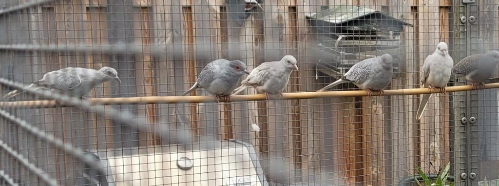 Diamantduiven, Dieren en Toebehoren, Meerdere dieren