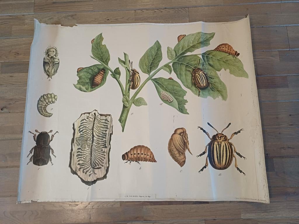 Schoolplaat Aardappelziekte, Ophalen of Verzenden, Natuur en Biologie