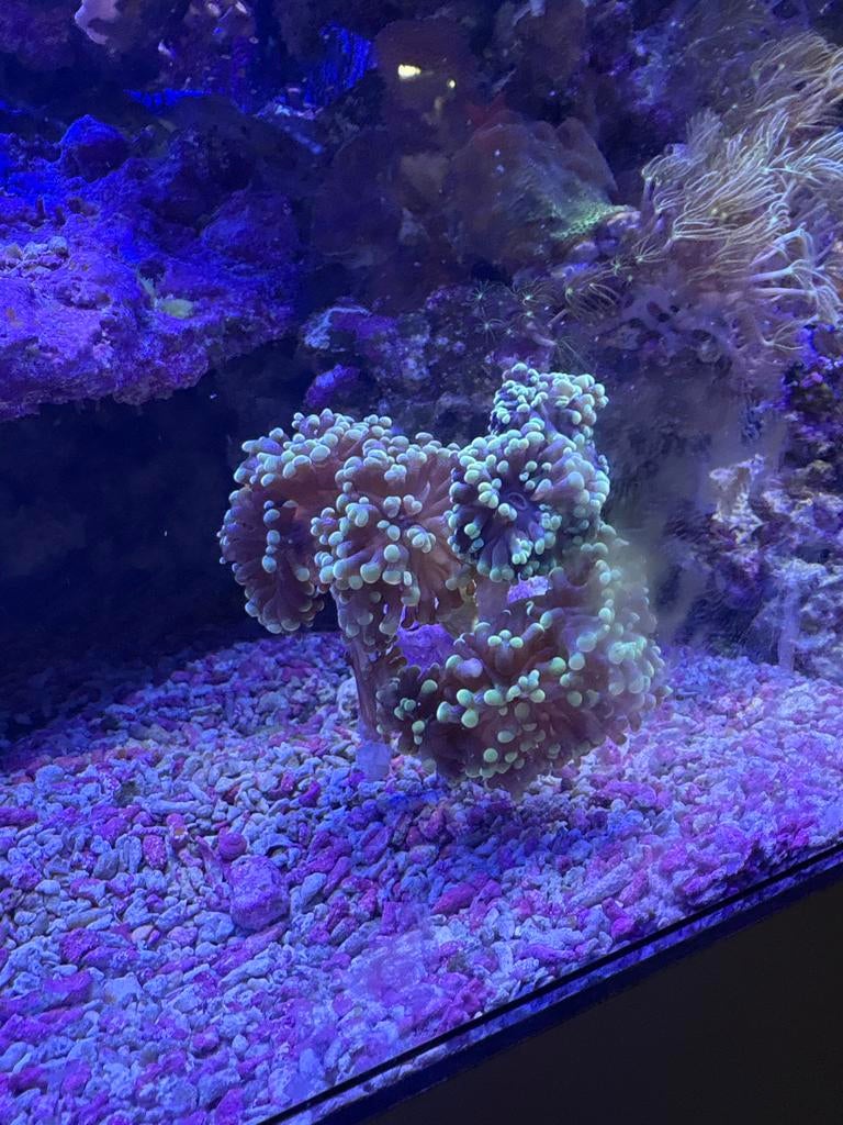 Euphyllia Paraancora, Dieren en Toebehoren, Ophalen