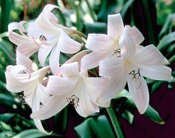 Crinum bloembollen, Ophalen of Verzenden, Voorjaar, Volle zon, Bloembol
