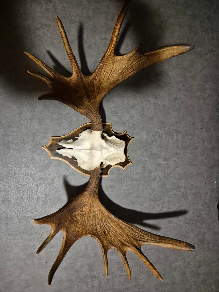 Groot elandengewei 15 ender, Ophalen of Verzenden, Gebruikt, Wild dier, Gewei of Kop