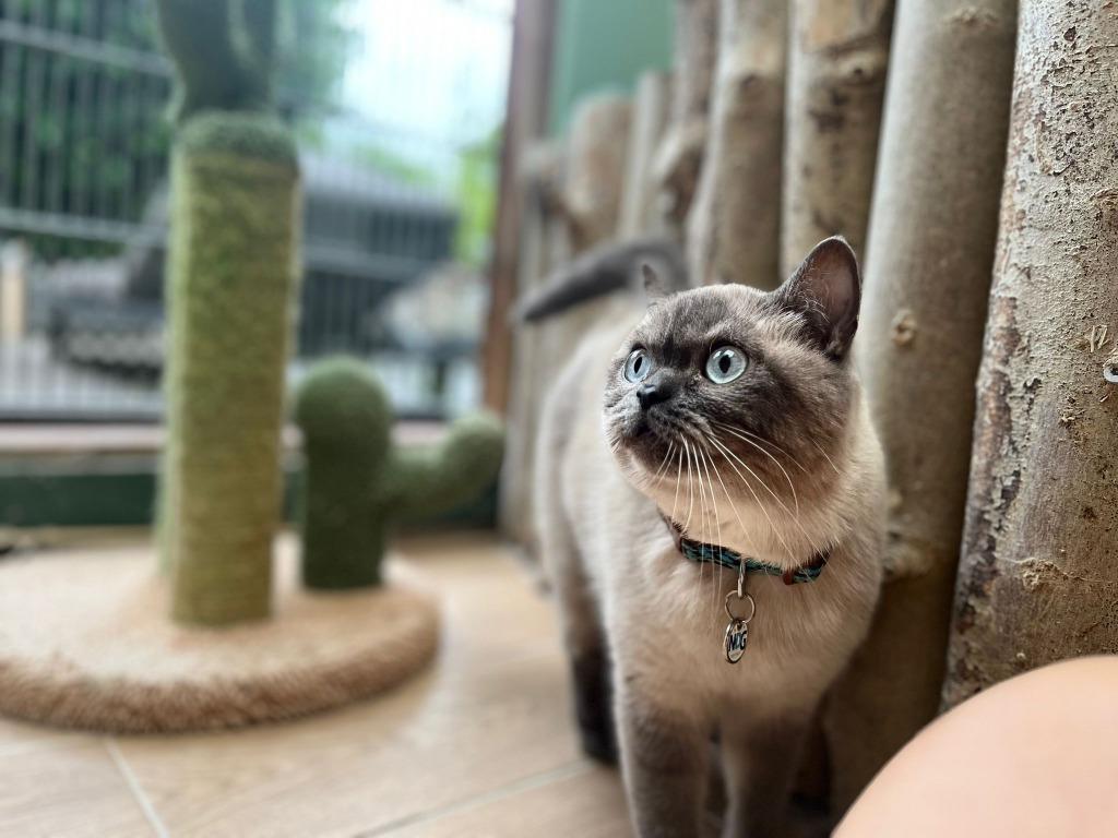 Kattenhotel en kattenpension In2Cats, Pension of Dagopvang