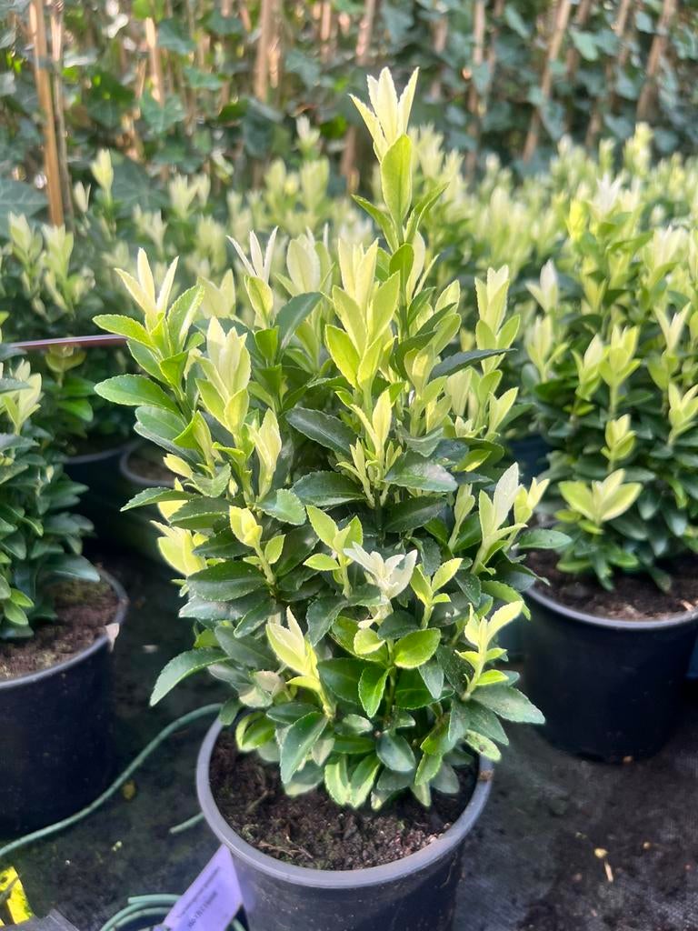 Euonymus Paloma Blanca, 3 maanden witte topjes, Tuin en Terras, Planten | Struiken en Hagen, Ophalen, Overige soorten, Minder dan 100 cm