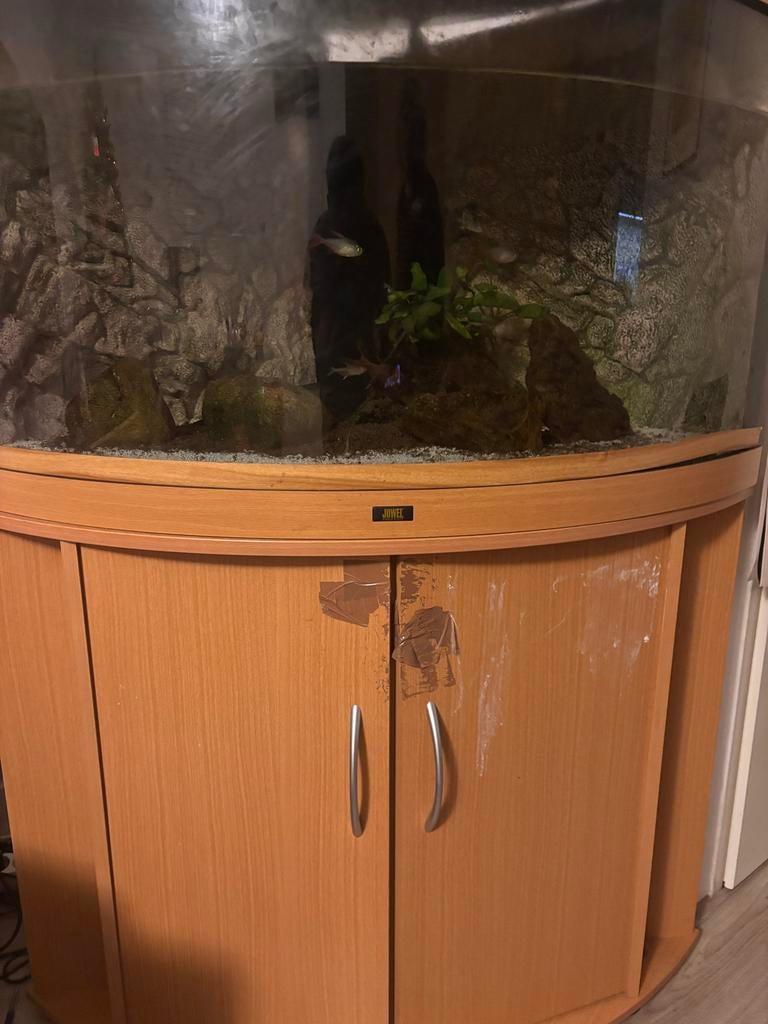 Juwel trigon 190 led with meubel and accessories, Ophalen, Gebruikt, Gevuld zoetwateraquarium