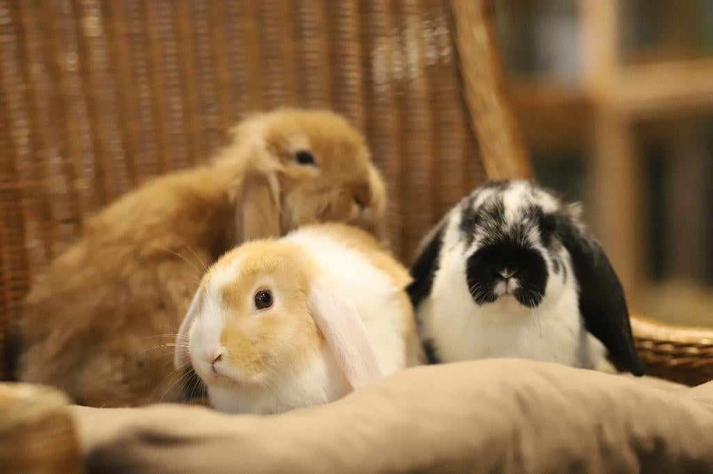 Hangoor dwergkonijnen | Jonge konijnen | Deskundig advies, Dieren en Toebehoren, Konijnen, Meerdere dieren, Dwerg, Hangoor, 0 tot 2 jaar