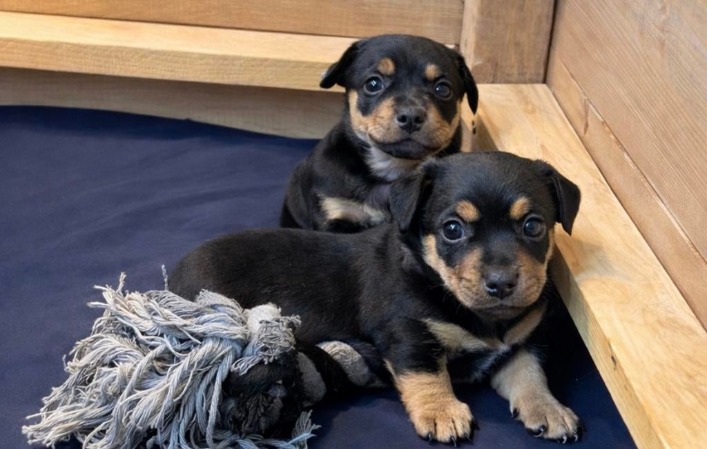 Pups : Black an tan (Jack Russel ), Overige rassen, 8 tot 15 weken, Parvo, Meerdere
