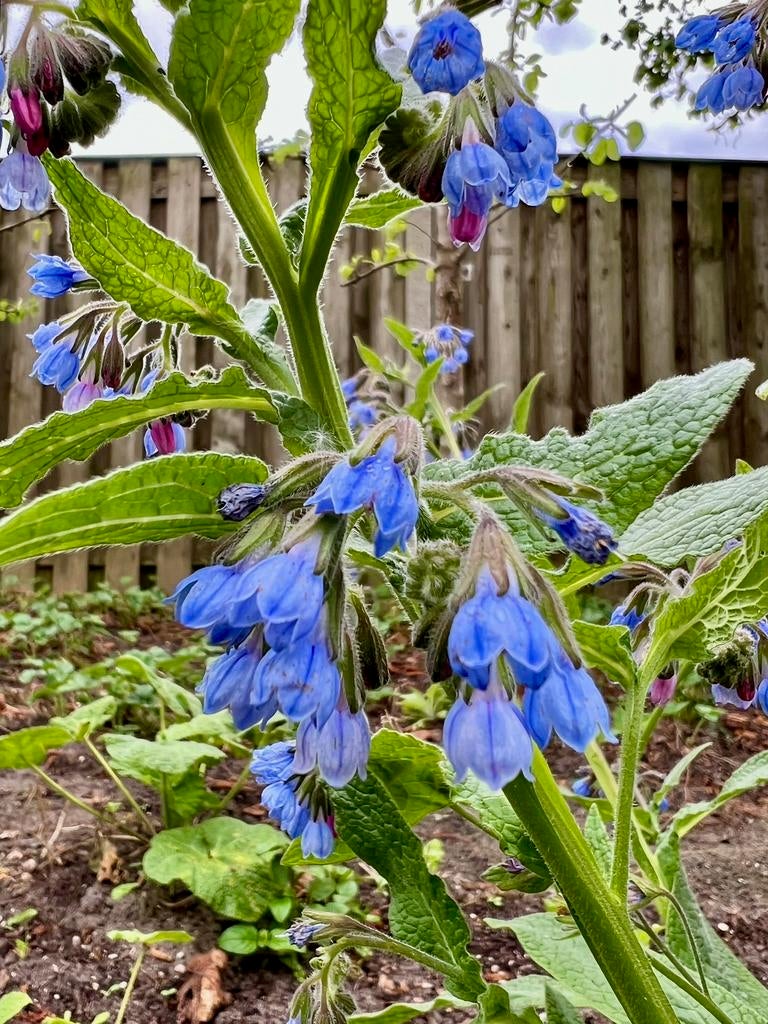 SMEERWORTEL Blauw Bijenplant uit Biologische tuin, Tuin en Terras, Volle zon, Vaste plant, Zomer, Ophalen