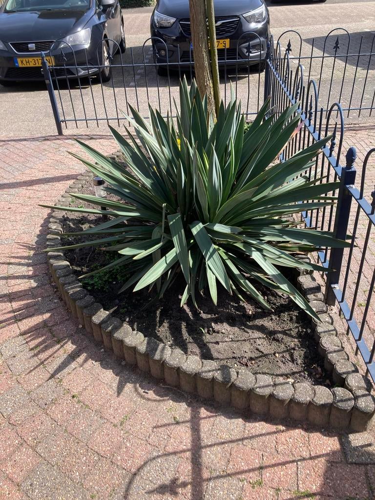 Yucca palmlelie, Volle zon, Vaste plant, Bloeit niet, Ophalen