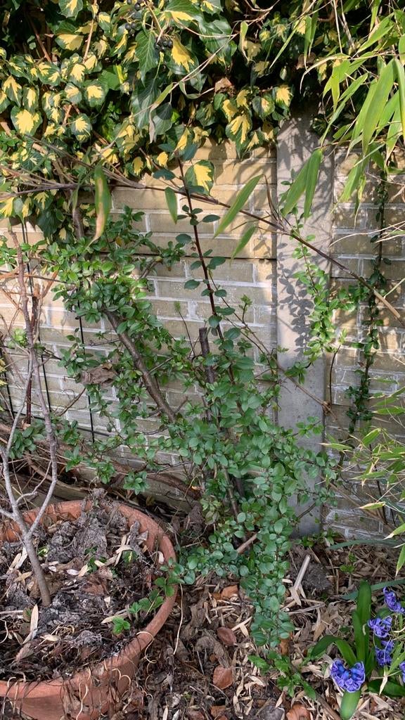 Tuinplant: Rode Vuurdoorn “Pyracantha coccinea ‘Red Colomn’, Ophalen, Vaste plant, Overige soorten, Volle zon