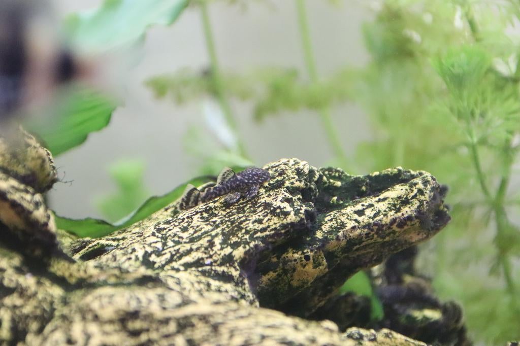 Ancistrus multispinnis, Vis, Zoetwatervis