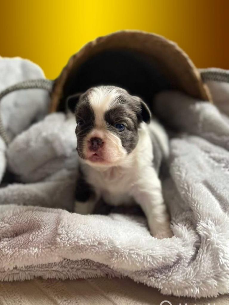 Franse bulldog fluffy en korthaar pups, Parvo, 8 tot 15 weken, Bulldog, Meerdere