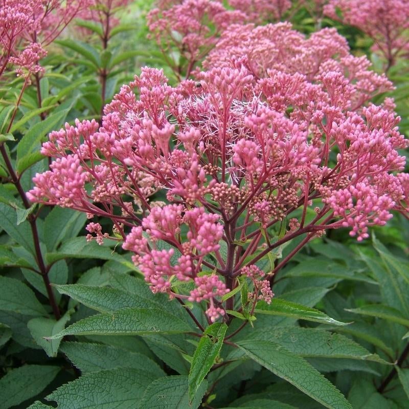 Zaden Eupatorium, Verzenden, Volle zon
