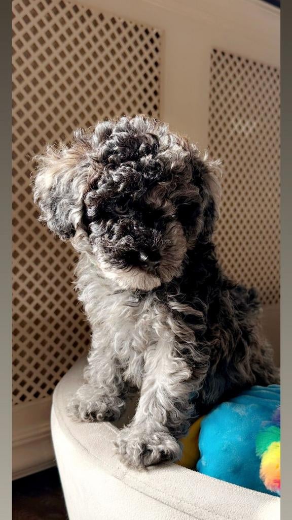 Toypoedel , Reutjes !! Zeer knap !! Mogen verhuizen, Poedel, Reu, 8 tot 15 weken, Meerdere