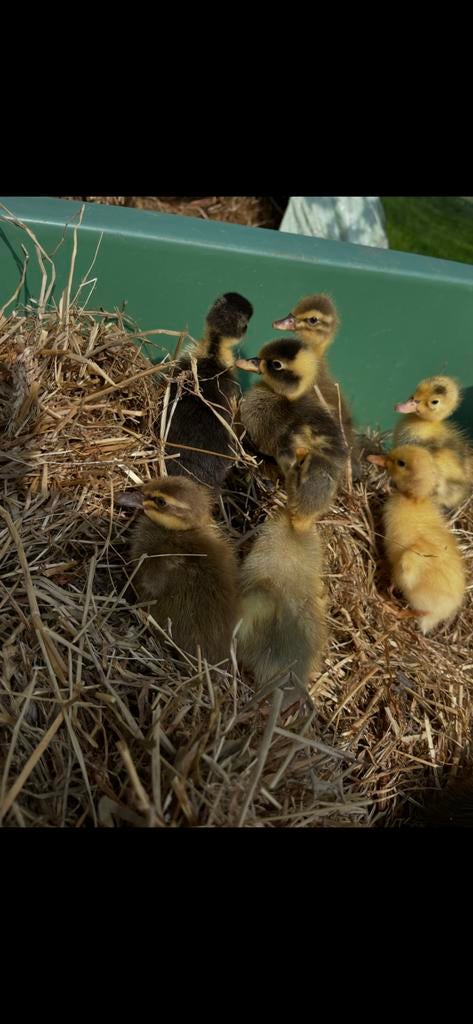 Pluimvee, Dieren en Toebehoren, Pluimvee, Kip, Meerdere dieren