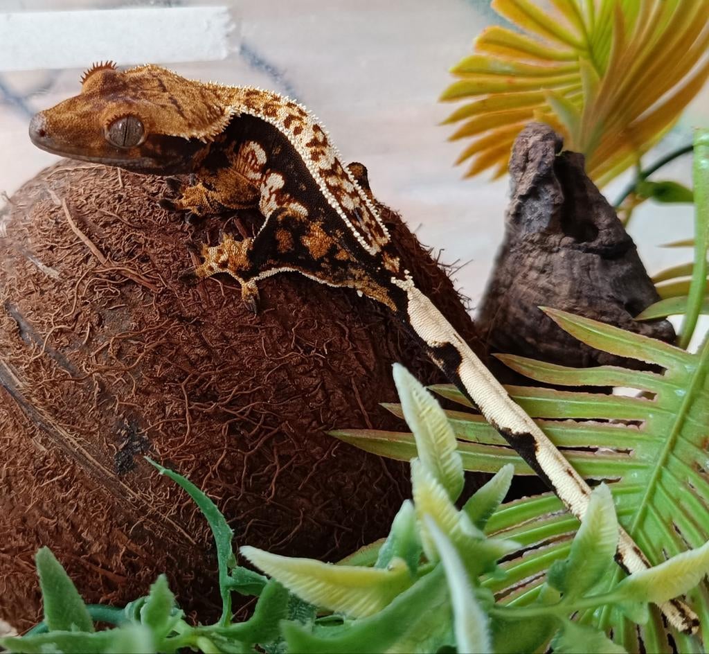Wimpergekko nakweekje 2025 tricolor Crested Gecko - male for sale from Sabrina
