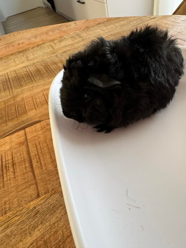 Baby Cavia beertje🩵, Mannelijk, Tam, Maart, Cavia