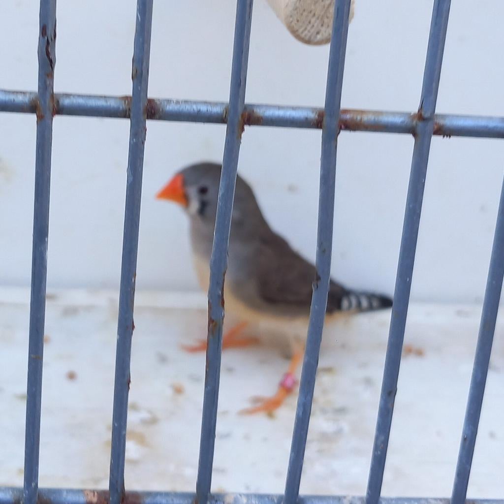 Mooie geringde(24)timor zebravink., Vrouwelijk, Geringd