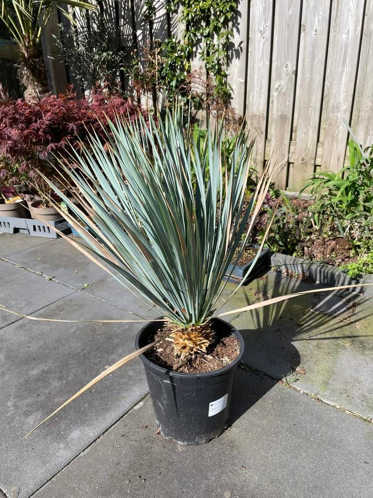 Yucca Rostrata, Ophalen of Verzenden, Overige soorten, Volle zon